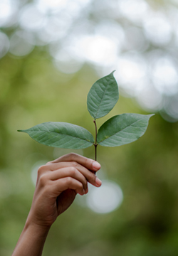 ecologico ecosiembra