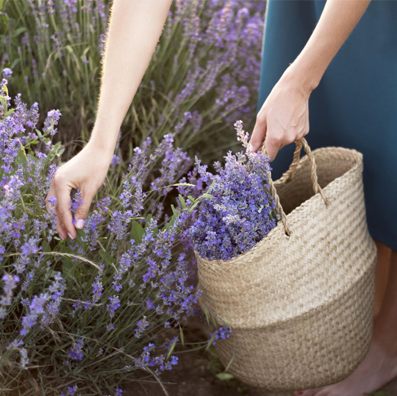 lavanda home 572x570 ecosiembra