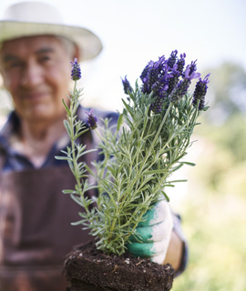 producto plantalavanda home ecosiembra
