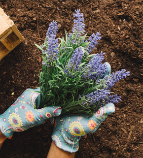 ramo quienessomos ecosiembra