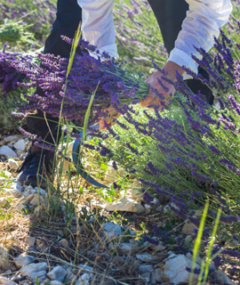 servicio agricultura servicios ecosiembra