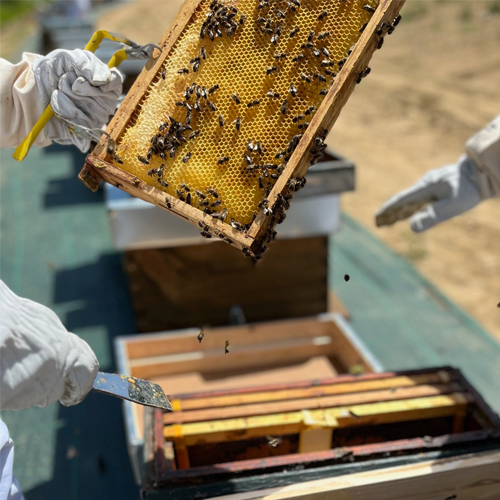miel circulogrande ecosiembra