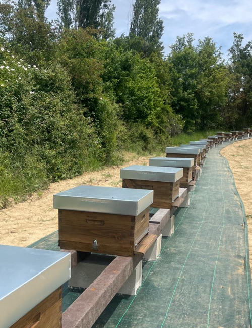 servicios apiculturaecologica ecosiembra